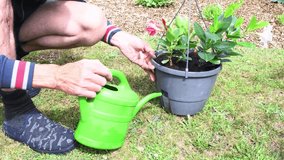 middle aged gardener watering transplanted mandevilla in a pot from a green watering can, seasonal gardening work in retirement, - Powered by Shutterstock - Get 15% off with code: PIKWIZARD15