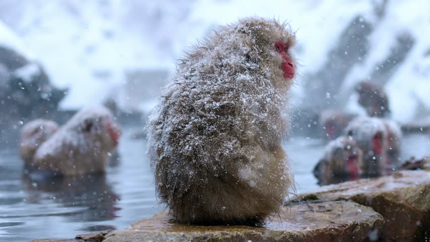 Japanese macaques in hot springs in Japan, winter holidays in Japan, cute monkeys in the snow in Japan, heavy snowfall in Japanese hot springs. High quality 4k footage