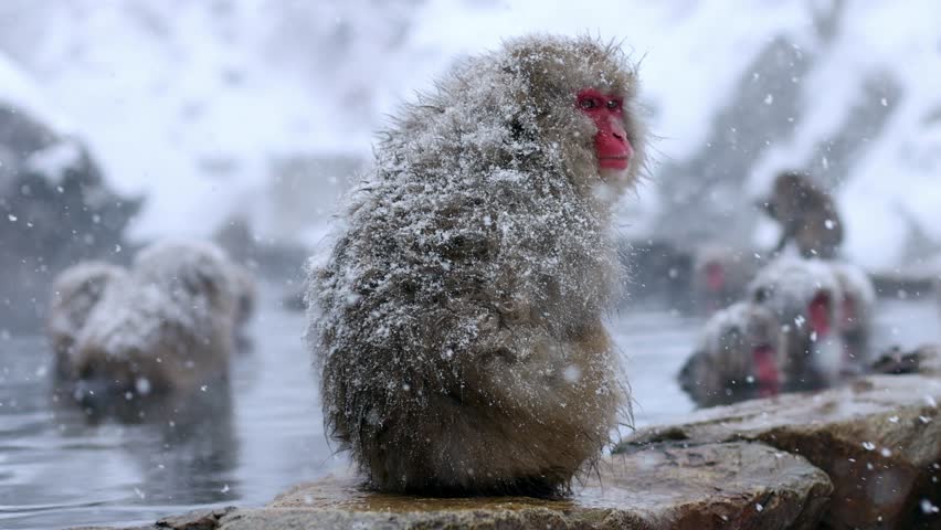 Japanese macaques sitting on a rock in hot springs in Japan, winter holidays in Japan, cute monkeys in the snow in Japan, heavy snowfall in Japanese hot springs. High quality 4k footage