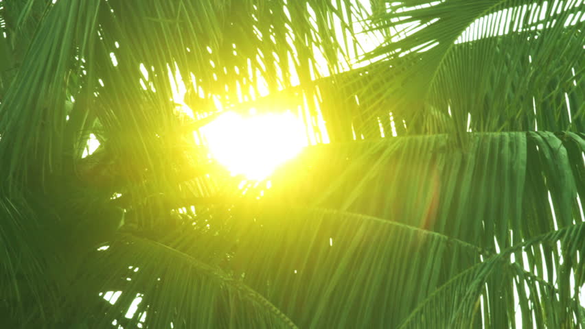 sun is shining throgh palm leaves