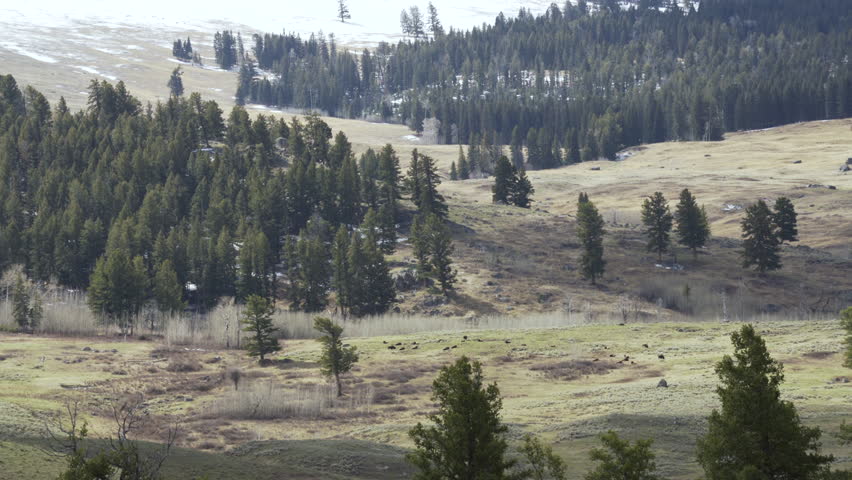 Wild buffalo grazing in scenic Yellowstone National Park, USA