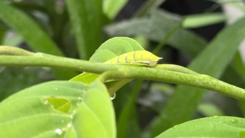 Caterpillar eating leaves,Papilio glaucus,the eastern tiger swallowtail,species of butterfly native to eastern North America.The most familiar butterflies in the eastern United States.