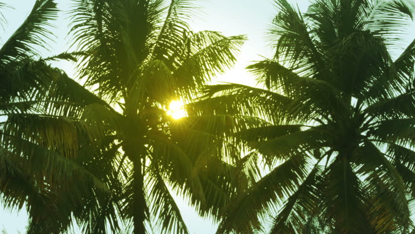 sun is shining throgh palm leaves