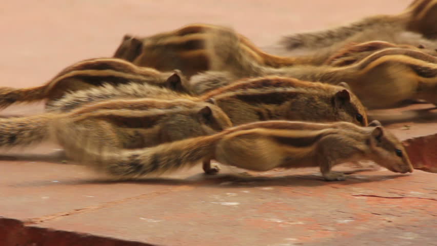 group of feeding chipmunks in India