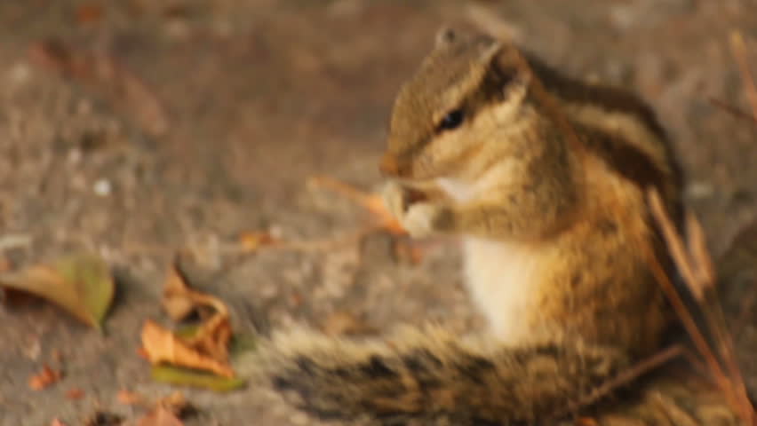 group of feeding chipmunks in India