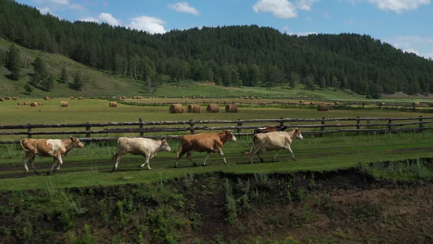 Herds of cattle running across a vibrant farm in the picturesque countryside create a lively rural scene. 4k aerial footage of running cows