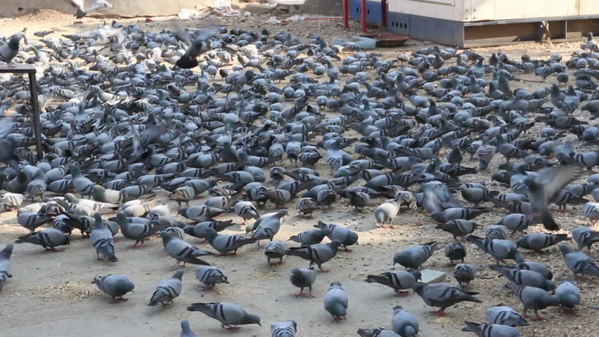 many pigeons in Jaipur India