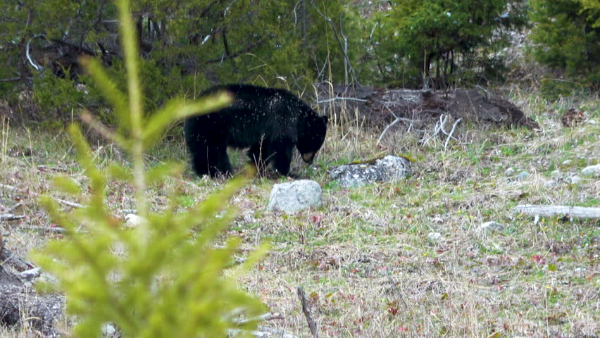 Wild bear fresh out from hibernation in scenic Yellowstone National Park, USA