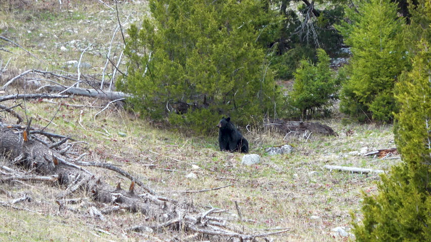 Wild bear fresh out from hibernation in scenic Yellowstone National Park, USA
