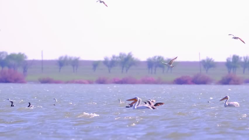 A flock of waterfowl, pelicans and cormorants, takes off over the lake. Flying birds in the blue sky. Waterfowl at the nesting site.