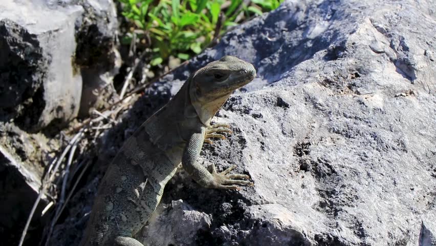 Huge Iguana lizard gecko animal sits on rock at the natural tropical jungle and forest in Playa del Carmen Quintana Roo Mexico.