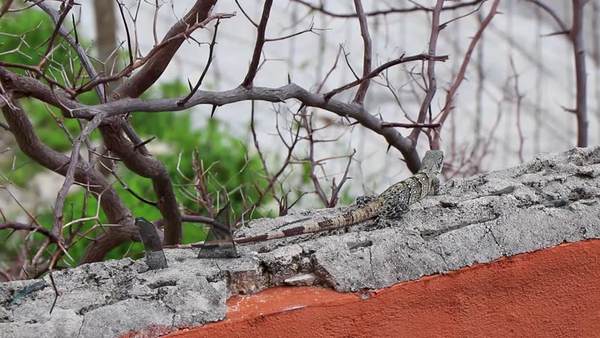 Mexican iguana reptile lizard lies on a wall rock in tropical nature in Playa del Carmen Quintana Roo Mexico.