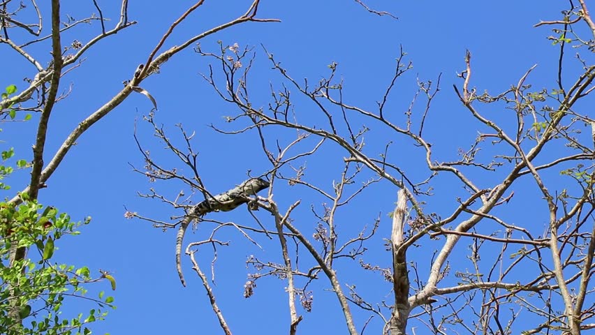 A Caribbean iguana lizard Lacerta Viridis half green half brown lizards hanging and climbing on tree trunk and crown top in Playa del Carmen Quintana Roo Mexico.
