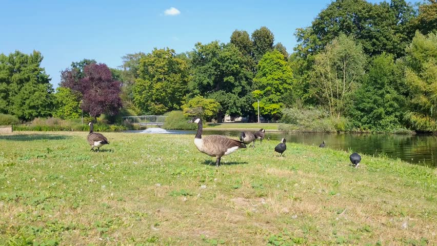 Geese and ducks on a green lawn by the pond in city park in summer