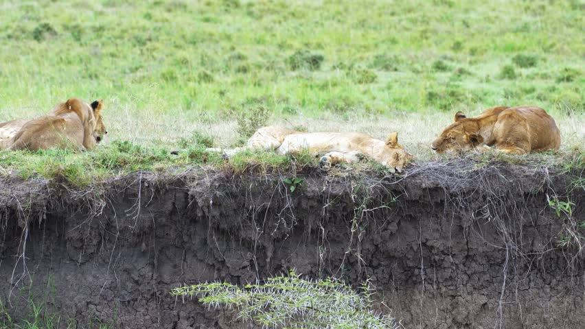 A pride of lions is currently resting and lying in the grass, Masai Mara, Kenya
