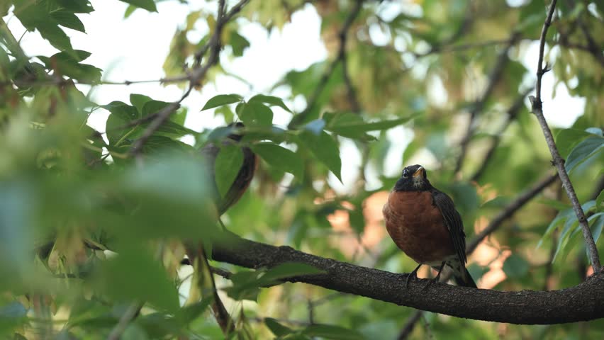 American Robin (Turdus migratorius) on a branch