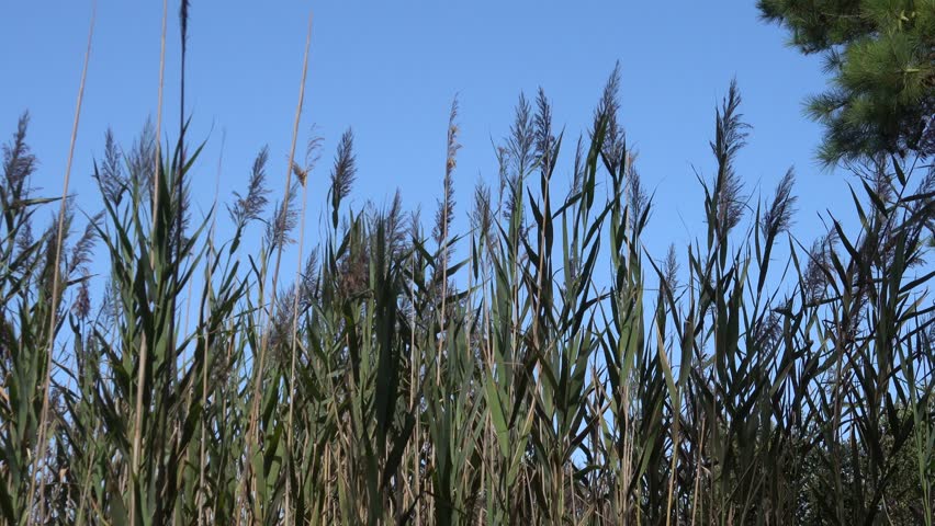 Chincoteague, Virginia USA Reeds, trees and growth in the Chincoteague National Wildlife Refuge.