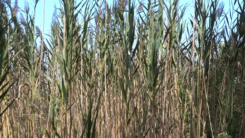 Chincoteague, Virginia USA Reeds, trees and growth in the Chincoteague National Wildlife Refuge.