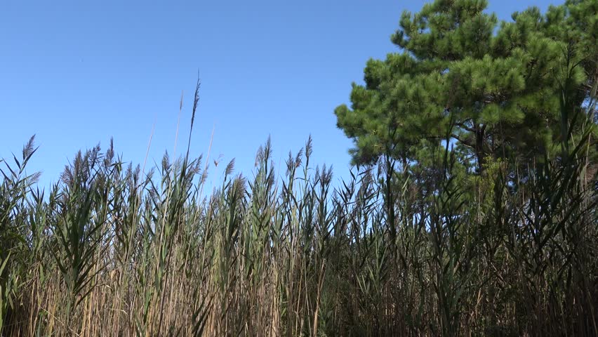 Chincoteague, Virginia USA Reeds, trees and growth in the Chincoteague National Wildlife Refuge.
