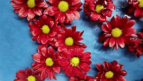 Deep red chrysanthemum flowers float on water. Crimson red chrysanthemum flowers swim on the water on a blue background. Drops of water fall on chrysanthemum flowers. Concept of romance, wedding - Powered by Shutterstock - Get 15% off with code: PIKWIZARD15