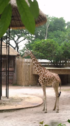 Giraffes in action at Bandung Zoo