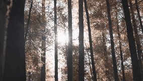 video of a beautiful autumn forest in sunlight - Powered by Shutterstock - Get 15% off with code: PIKWIZARD15