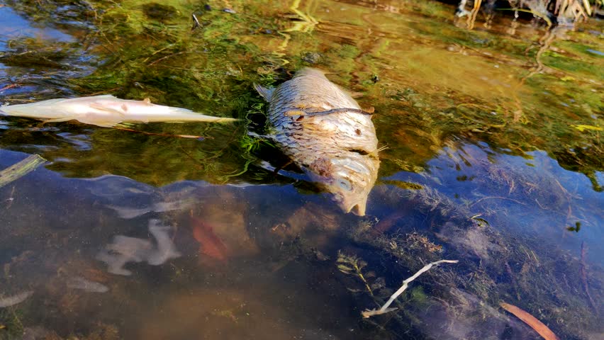 Dead Fish. Water Pollution Toxic Poison. Ecology Disaster. Dead Fish On Water. Eco Catastrophe Climate Change.Natural Disaster Water Pollution.Toxic Water Coastline. Climate Change Ecological Problem 