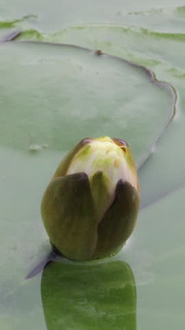Time lapse of water lily flower opening, vertical white lotus blooming in pond
