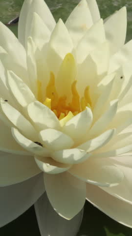 Time lapse of water lily flower opening, vertical white lotus blooming in pond