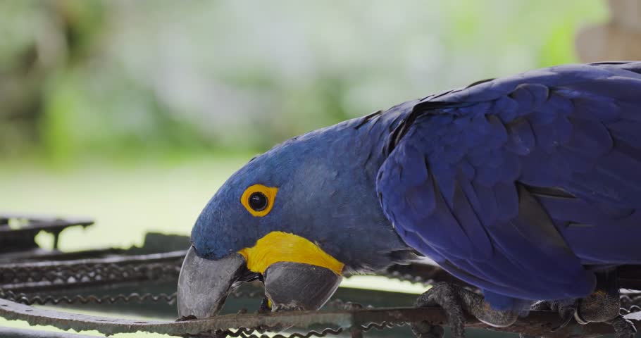 Close up of a Hyacinth macaw. Beautiful blue parrot head looking at camera. The Hyacinth Blue Macaw (Anodorhynchus Hyacinthinus) in the farm aviary.