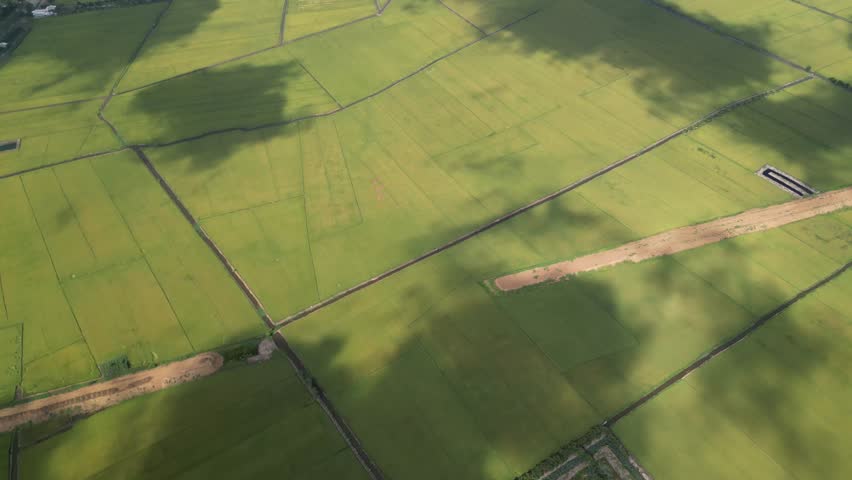 Aerial view of rice paddies turning golden, blending green and yellow in a warm gradient.