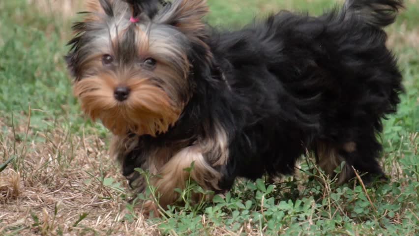 Yorkshire Terrier Walking in the Park, Slow Motion