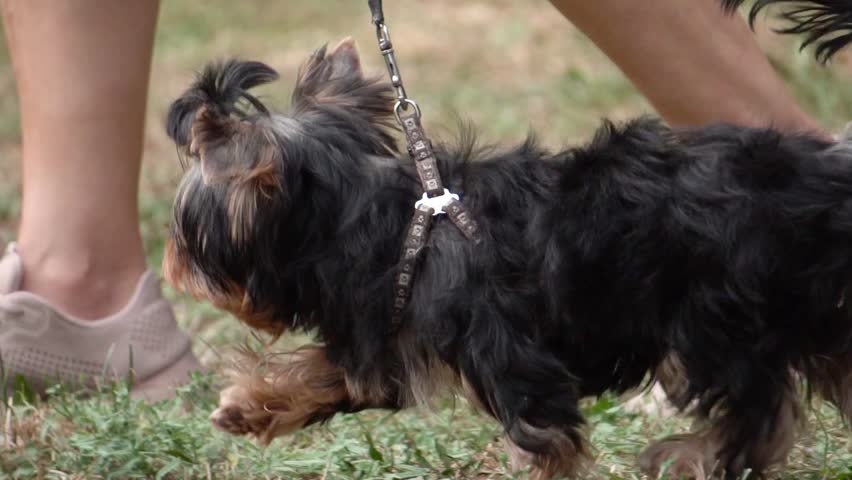 Yorkshire Terrier Walking in the Park, Slow Motion