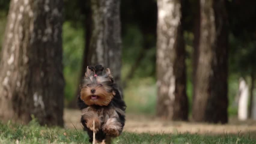 Yorkshire Terrier Walking in the Park, Slow Motion
