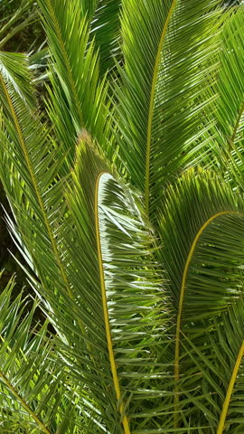 Close up of a palm tree in sunlight. Vertical
