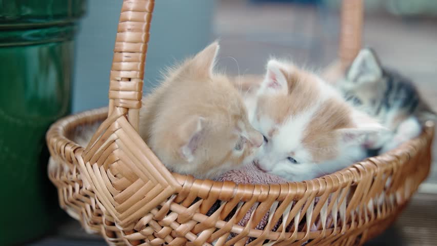 Cute fluffy kittens are playing lying in a wicker basket.