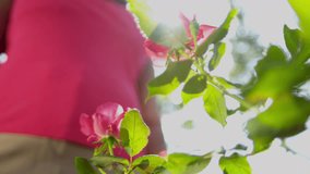 Close up hands only flowering rose bushes being tended by senior ethnic female Healthy Lifestyle - Powered by Shutterstock - Get 15% off with code: PIKWIZARD15