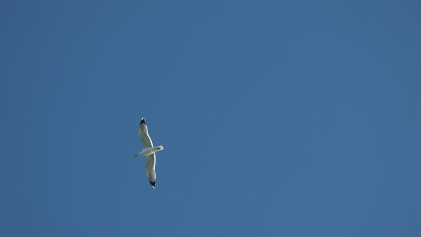 A flock of seagulls fly in warm sunset sky over the ocean. Silhouettes of seagulls flying in slow motion with the sea in the background at sunset. Evening. Nobody. Freedom concept.