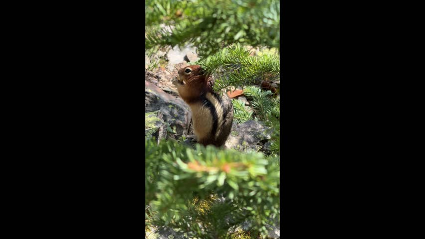 A chipmunk sits on rocky ground hidden between pine trees and nibbles on a nut. Wildlife animal 4k video footage. 