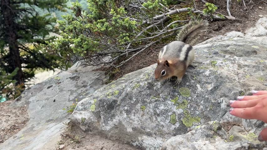 a lively chipmunk dances nervously around a human