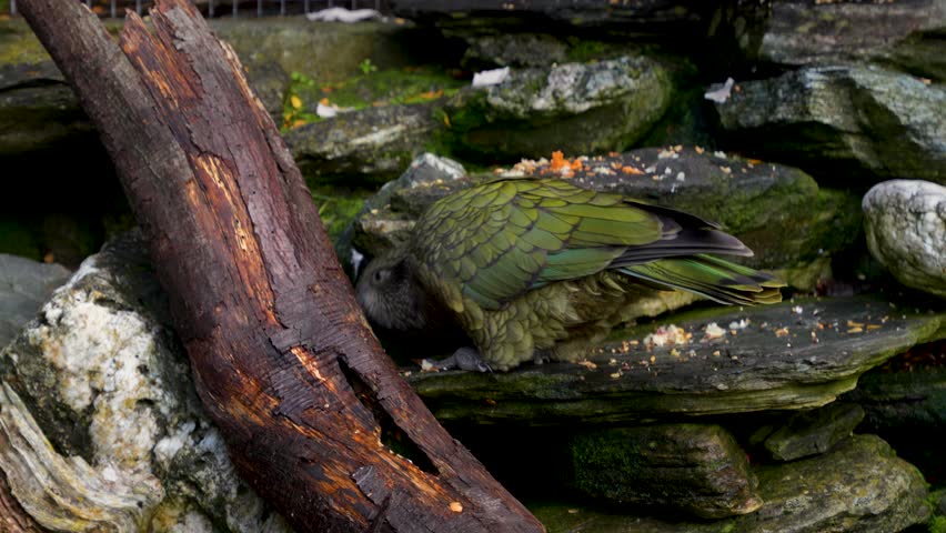 A native Kea Bird eating seeds from a rock next to a large branch. New Zealand.