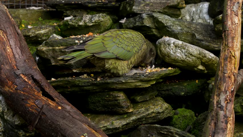 Kea bird is an alpine parrot native to New Zealand