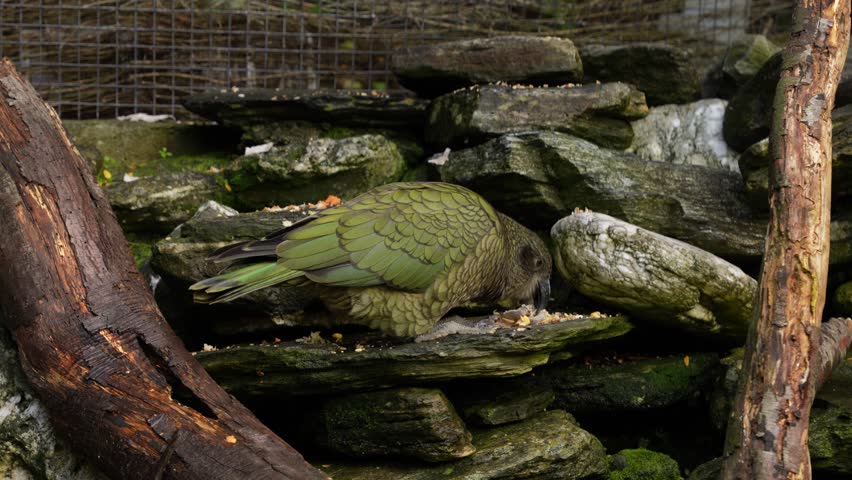 Native New Zealand Mountain Parrot - True Alpine Parrot In Queenstown, New Zealand. Close-up Shot