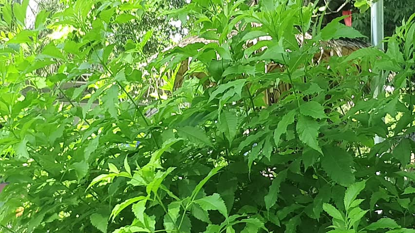 Thong Urai Flower Bees fly to drink nectar in the morning. 
Green background.
