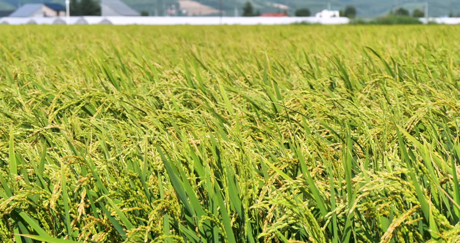 Rice field in a windy day,rice paddy swaying in a wind