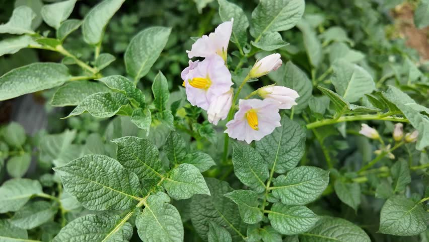 4k video footage of Potato flower at potato field in Dieng, Wonosobo, Indonesia. Concept for Agriculture and Organic Vegetables.