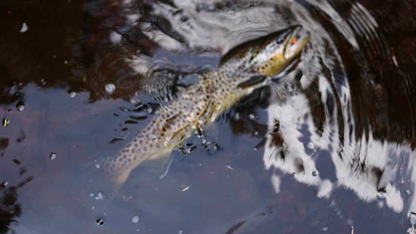 Closeup slow motion macro shot of a trout on a lure, caught by a fly fisherman in the Pocono Mountains in Pennsylvania.