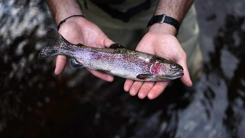 Slow Motion highly detailed closeup macro shot of a rainbow trout in the hands of a fly fisherman. Caught in the Pocono Mountains in Pennsylvania.