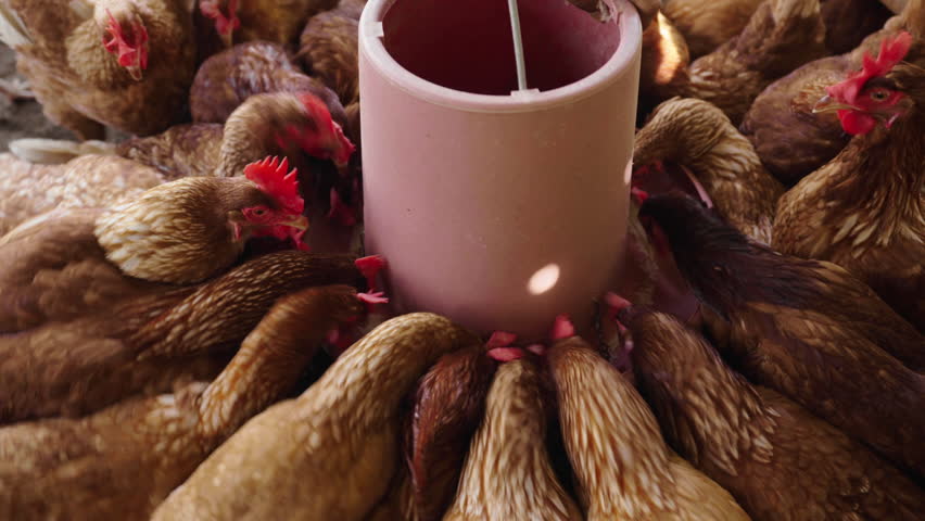 chicken eat feed and grain at the rural farm