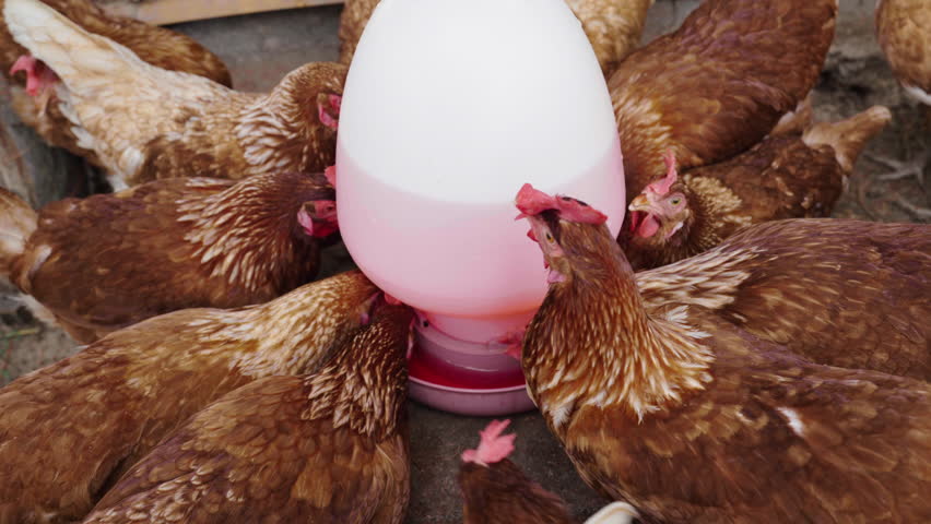 brown chicken drinking water from a feeder bucket in the rural farm